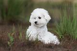 BICHON FRISE 393